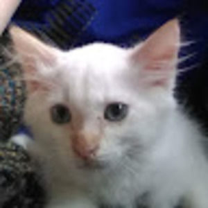 Meet your Posher, Eddie